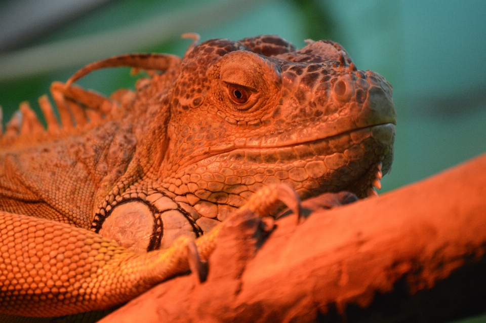 Iguana green reptilia zoo