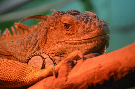 Foto Iguana verde
 réptil
 jardim zoológico