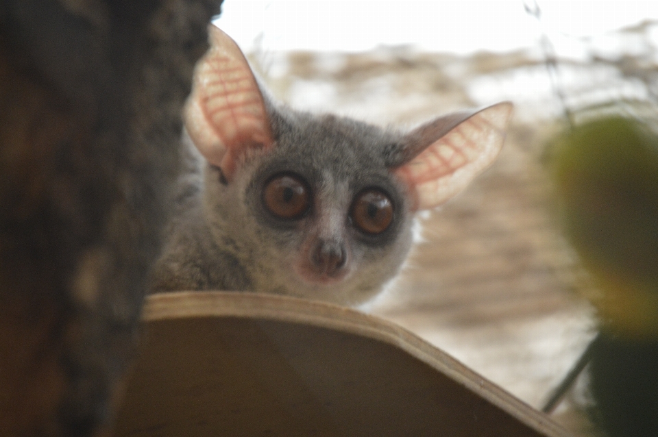 Bambino zoo mammifero fauna