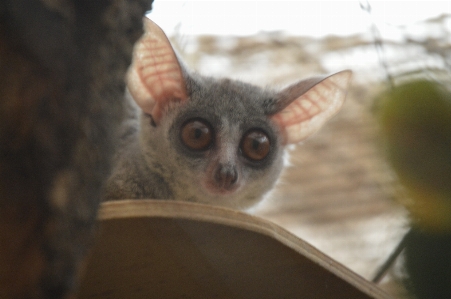 赤ちゃん 動物園 哺乳類 fauna 写真