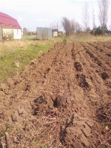 Field plowed soil crops Photo