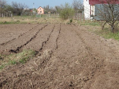 Field plowed soil crops Photo