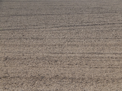 Field plowed soil crops Photo