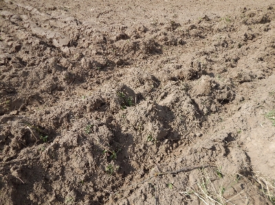 Field plowed soil crops Photo