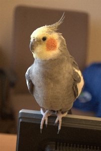 Foto Zoo uccello cacatua
 pappagallo