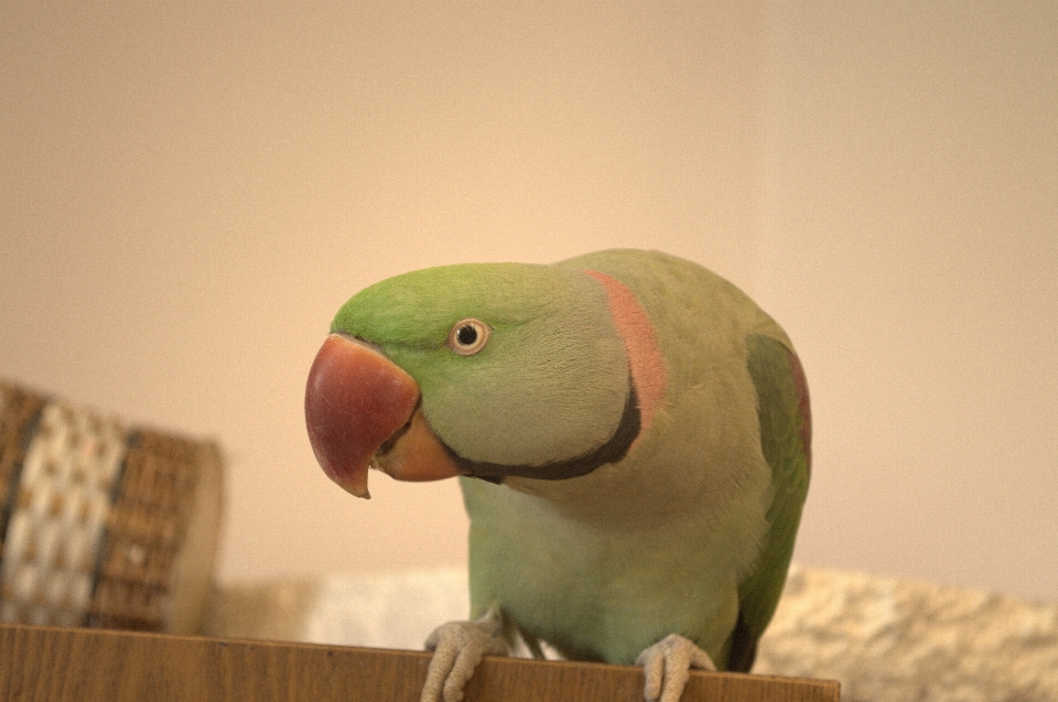 アレキサンドリン
 オウム 動物園 嘴