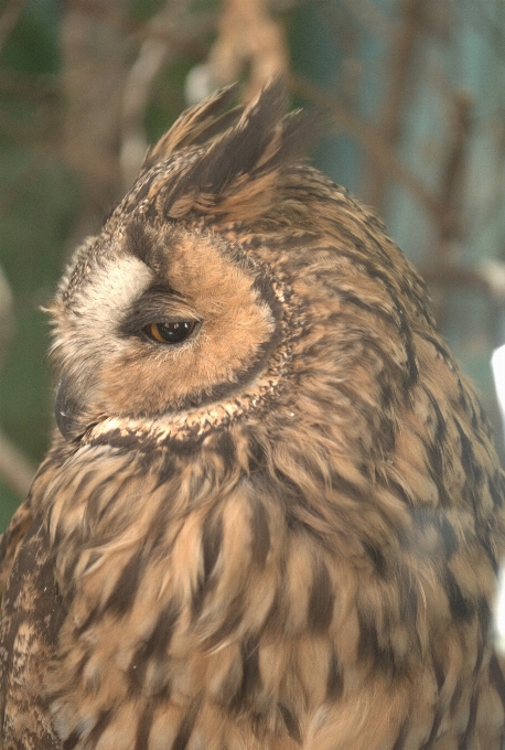 アシオ
 フクロウ 動物園 fauna