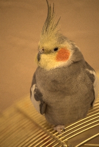 アレキサンドリン
 オウム 動物園 鳥 写真