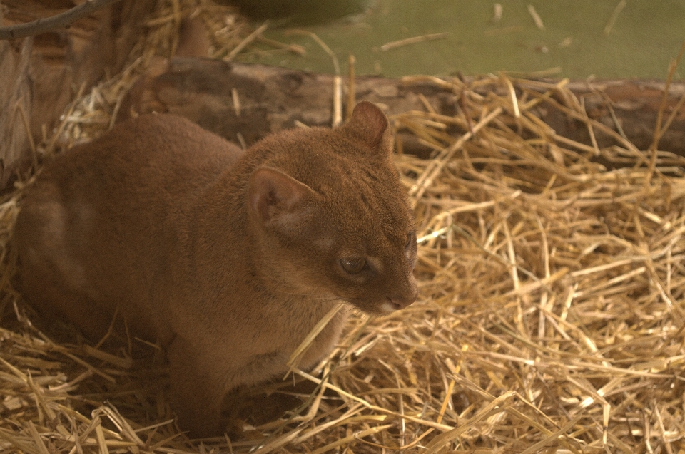 動物園 陸上動物
 fauna 哺乳類