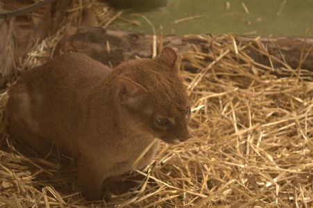 Foto Zoo animale terrestre
 fauna mammifero