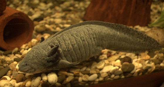 Foto Axolotl
 ikan fauna hewan darat
