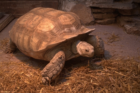 Animals tortoise turtle terrestrial animal Photo