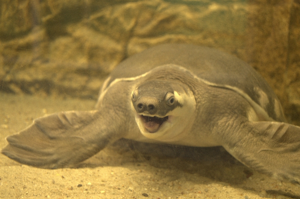 Zwierząt żółw fauna zwierzę lądowe
