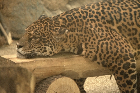 Jaguar panthera onca
 wilde katze
 leopard Foto