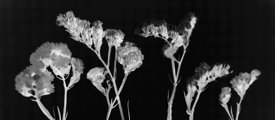 Nature bureau floral feuille