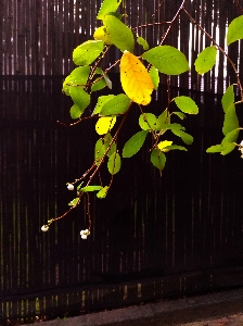 木 植物 黄色 葉 写真