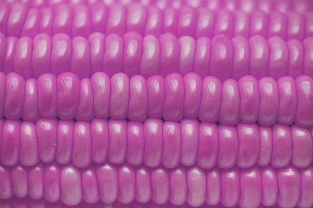 Agriculture background close up corn Photo