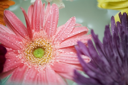 African daisy attractive background beautiful Photo