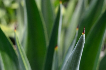 Botany agave plant nature Photo