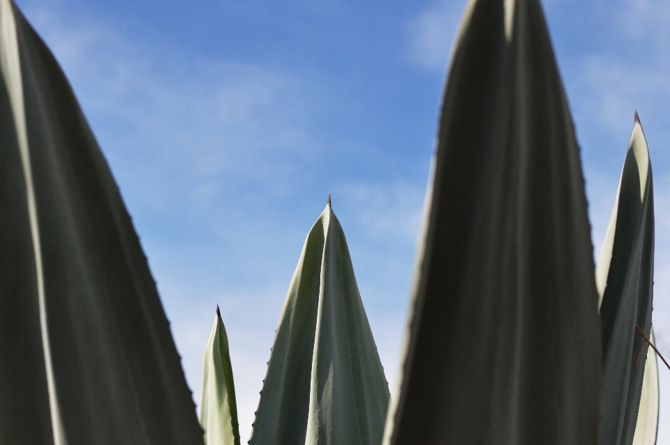 Botanique
 agave usine nature