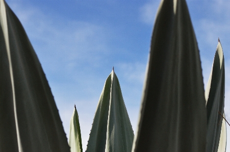 Botany agave plant nature Photo