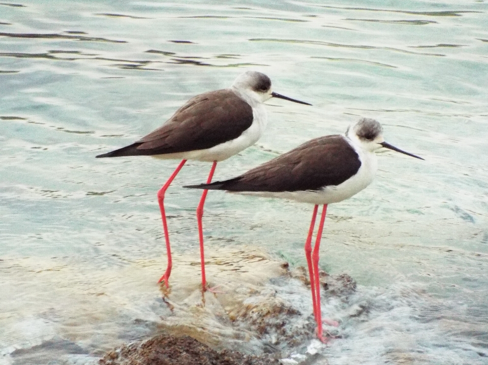 Himantopus himantopus
 siyah kanatlı uzunbacak
 kuş uzunbacak