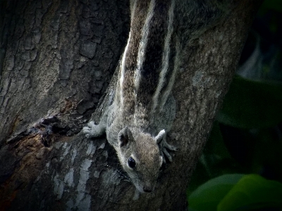 Foto Animali selvatici
 cercare cibo
 scoiattolo fauna