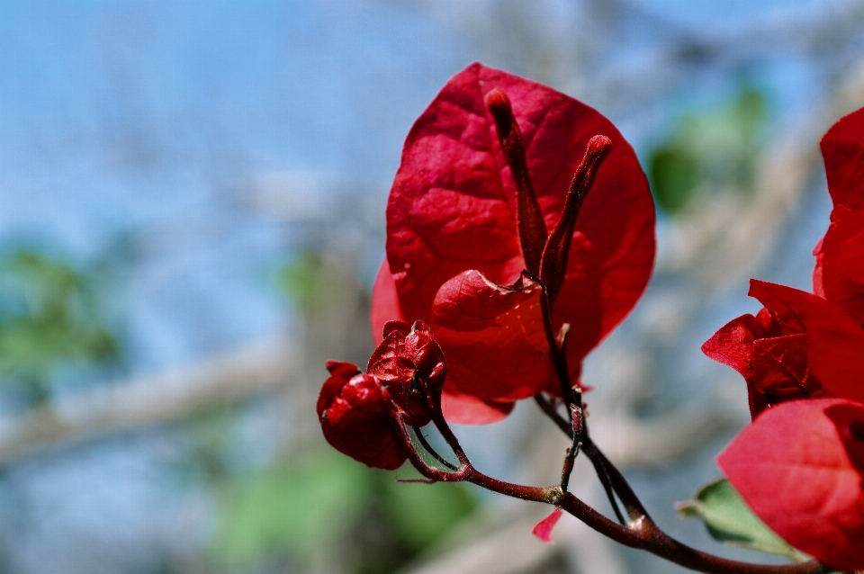 Fiore natura petali
 primavera