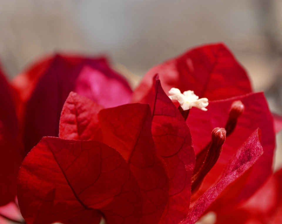 Natur blumen blume pflanzen