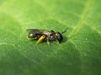 Bee pollinator pollen pepper Photo