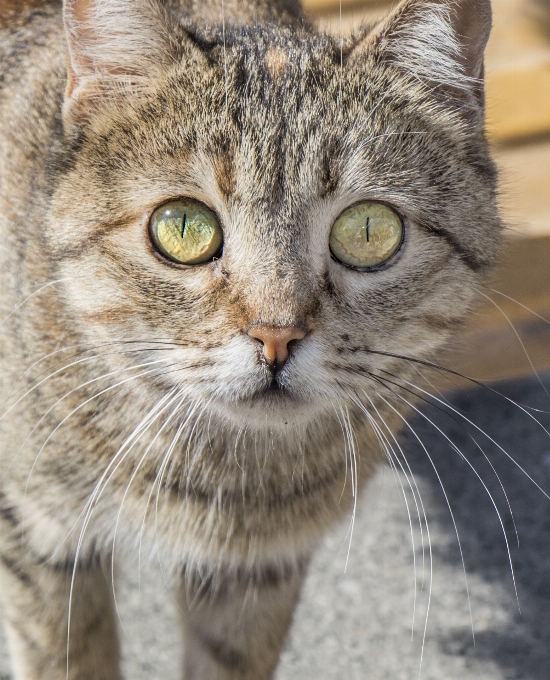 Cat eye close up turkey