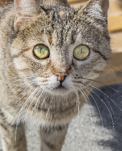 Cat eye close up turkey Photo