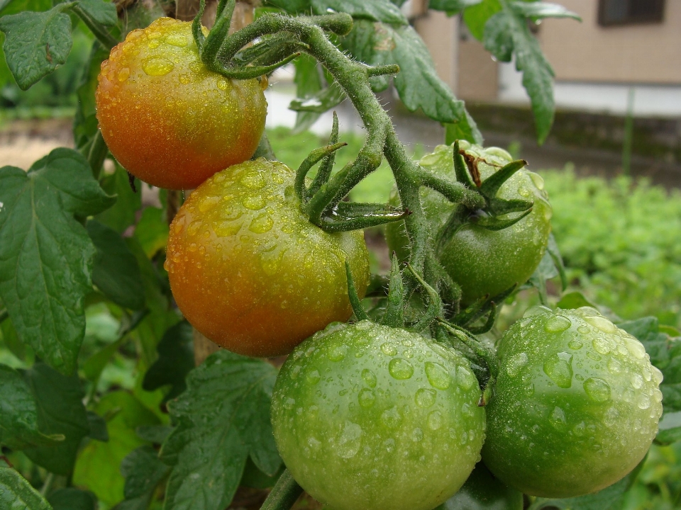 Tomate marchar
 fukuoka
 japão