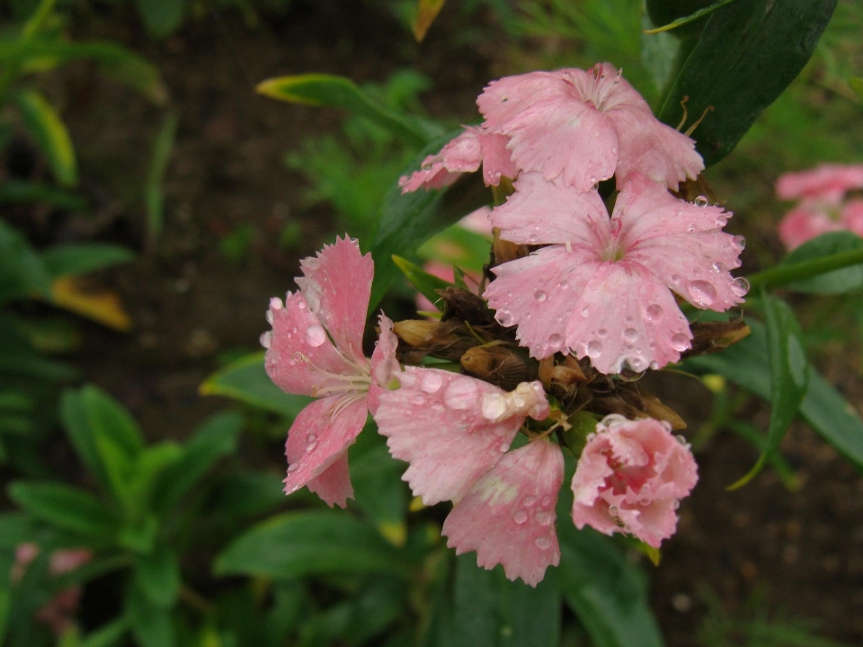 Flowers morning kurume fukuoka