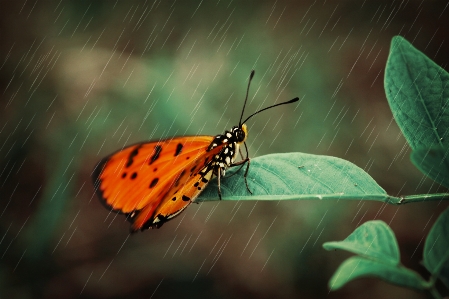 Tiere schmetterling insekt motten und schmetterlinge
 Foto