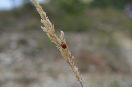 Campaign ladybug provence grass family Photo