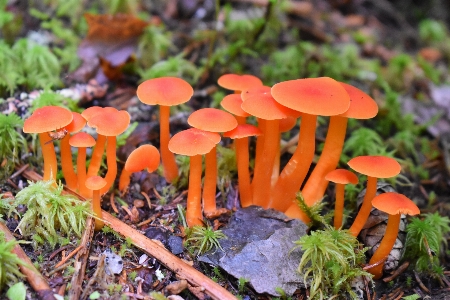 Mushroom mushrooms fungi fungus Photo