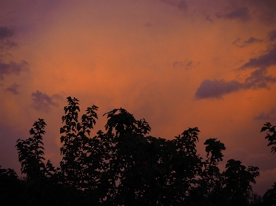 Sunset nature shadows tree Photo