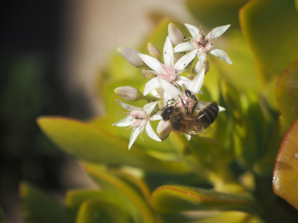 Natureza flor abelha inseto