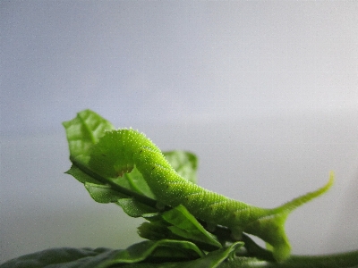 自然 緑 葉 閉じる
 写真