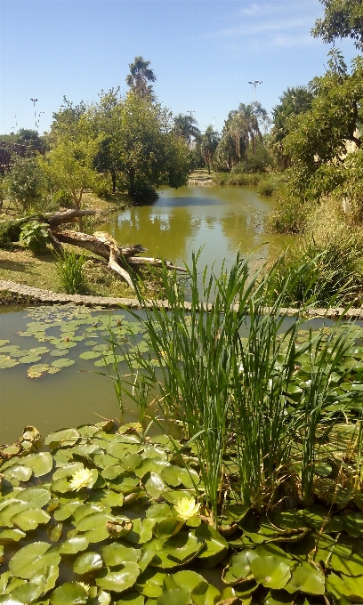 水 植物 公園 植物の