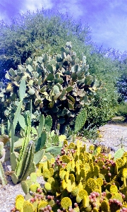 Photo Cactus
 végétaux fleurs botanique