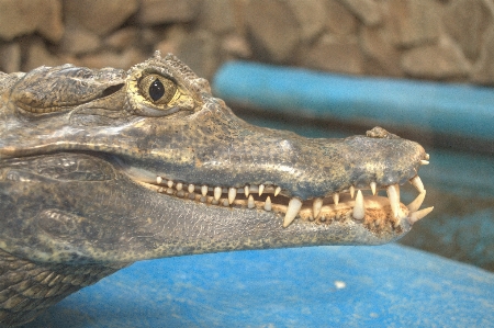 Foto Caiman
 buaya
 reptil
 kebun binatang