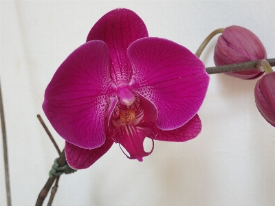 Orchid flower blooming flowering plant Photo