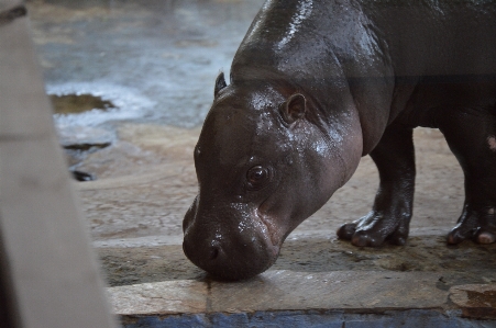 Hippo zoo fauna hippopotamus Photo