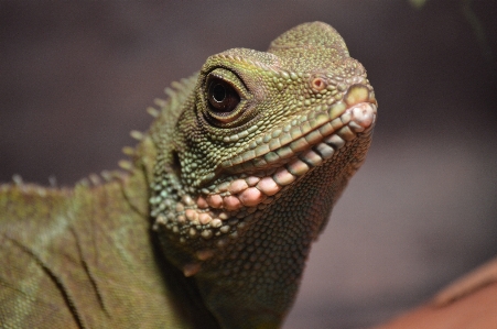 Lizard reptile zoo scaled Photo