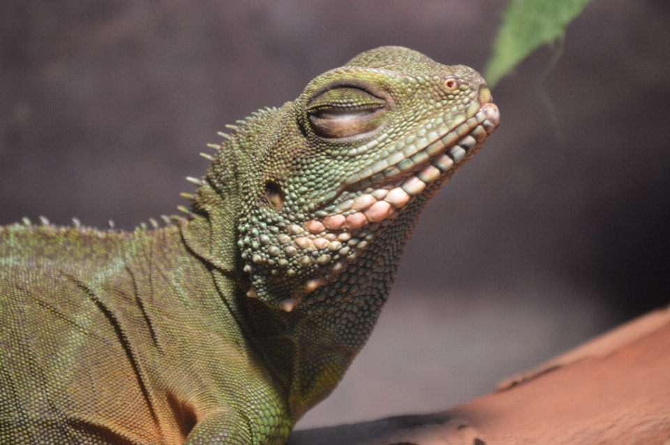 Eidechse reptil zoo schuppiges reptil
