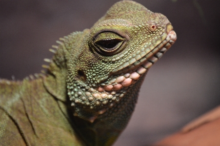 Lizard reptile zoo scaled Photo