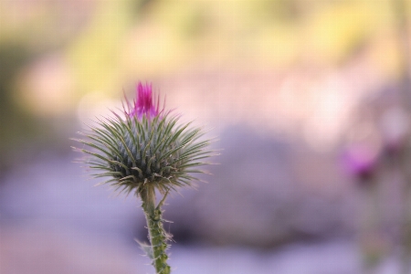 Foto Flor irã fechar-se
 foco