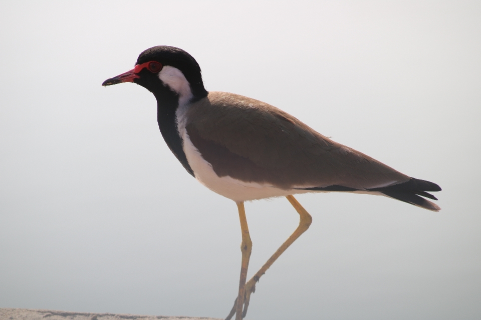 Red water sea wildlife